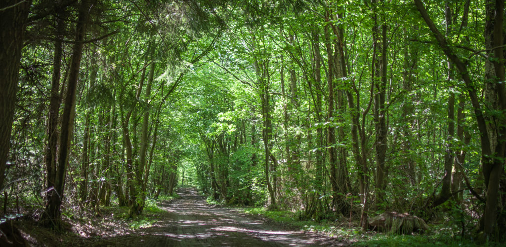 Pathway through a woodland