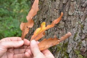 Image is of three unusual oak leaves